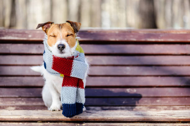 patrones ropa de perros chihuahua