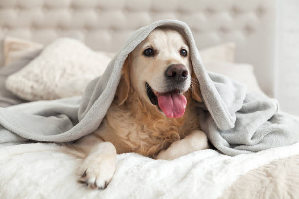 patrones ropa de perros pdf
