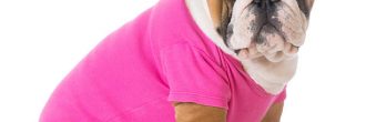 Patrones ropa de perro